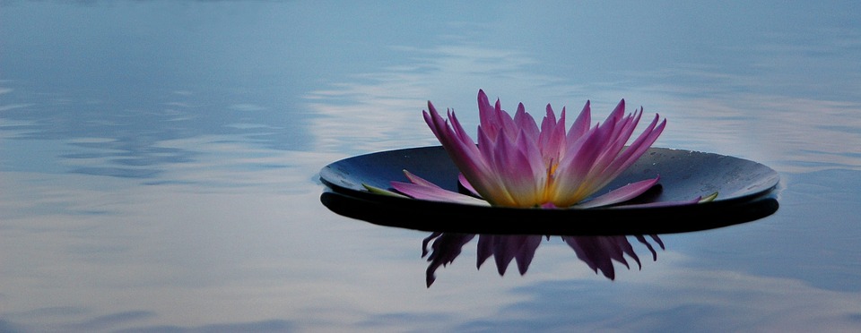 Lily pad floating in pond