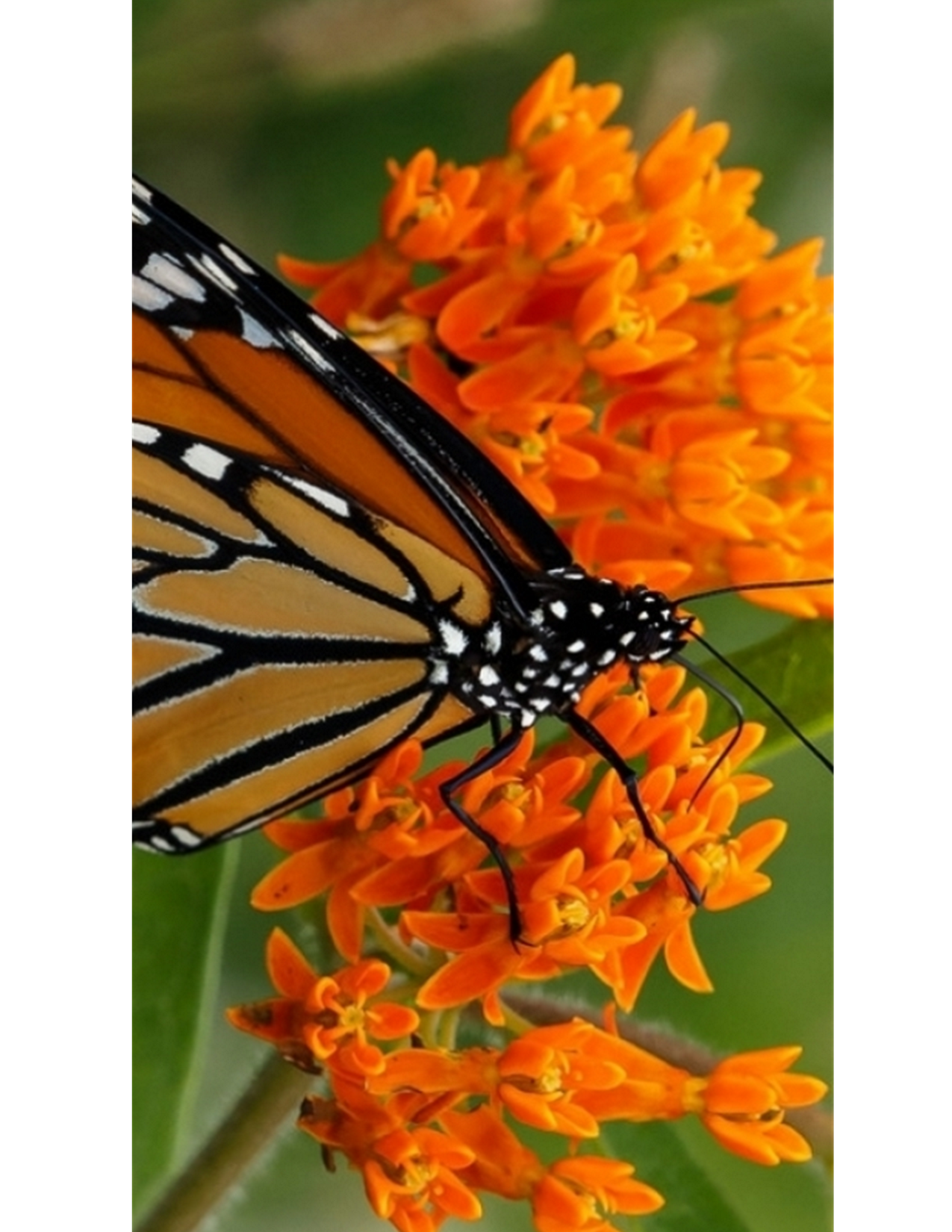 Monarch butterfly in Longwood Gardens