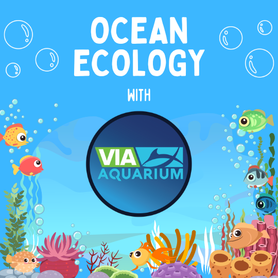 Ocean Ecology with Via Aquarium