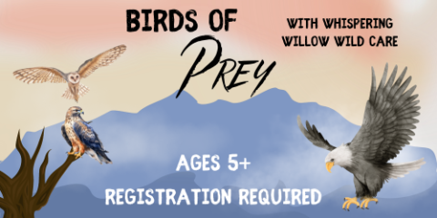 Birds of Prey with Whispering Willow Wild Care, ages 5+, registration required