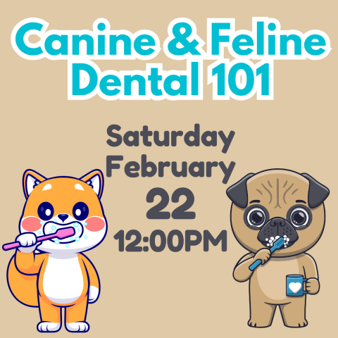 canine and feline dental 101 saturday february 22 at 12:00pm