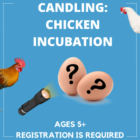 Candling: Chicken Incubation, ages 5+, registration is required