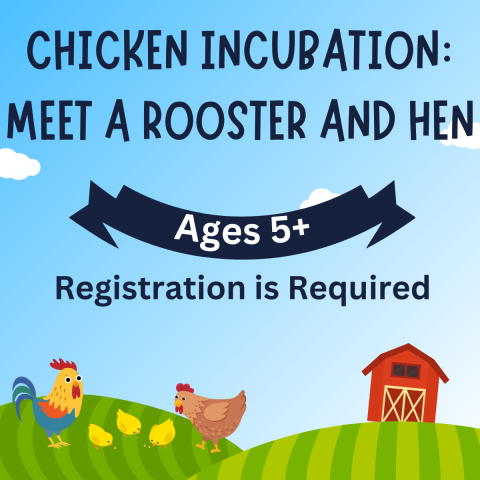 Chicken incubation: Meet a rooster and hen, ages 5+, registration is required