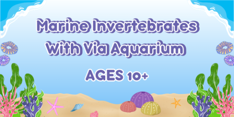Marine Invertebrates With Via Aquarium (ages 10+)