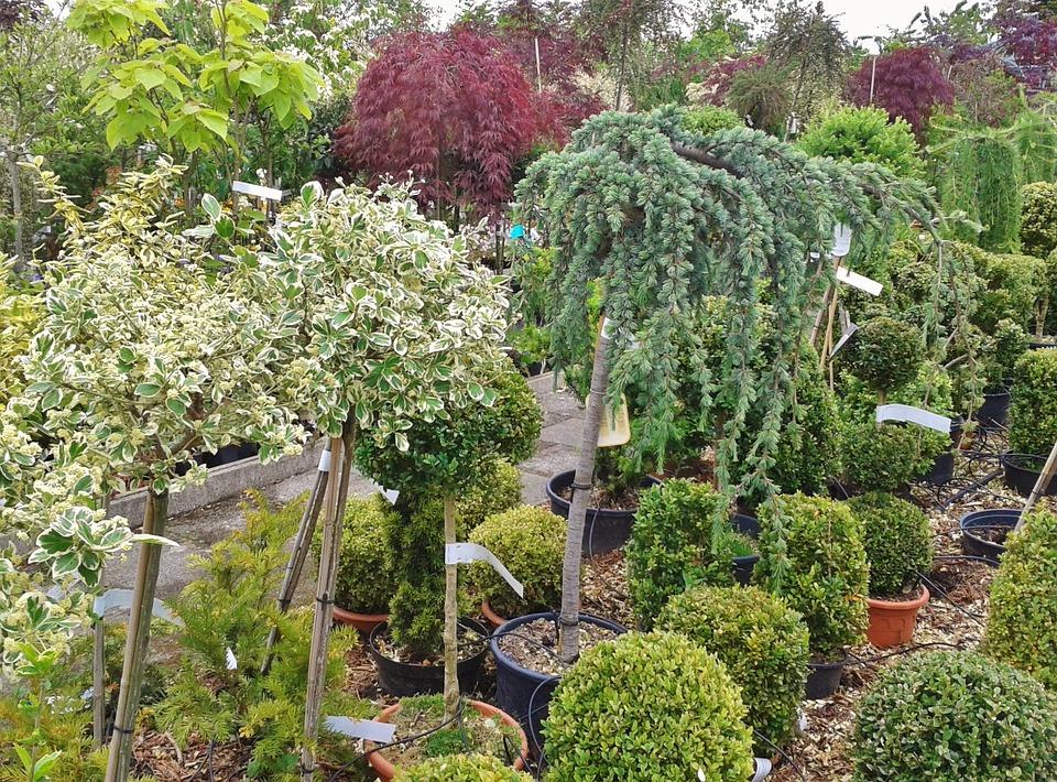 Nursery trees